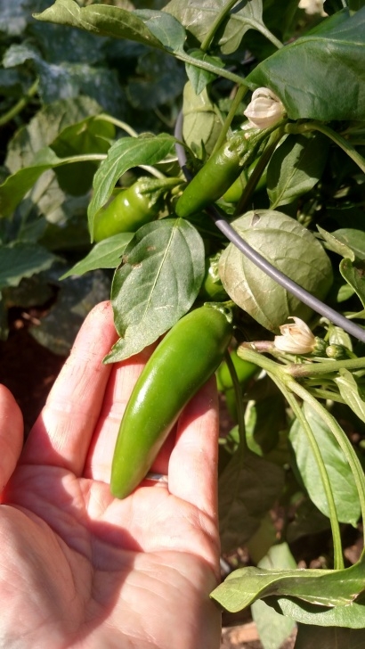 Growing Serrano Peppers Serrano Hidalgo Seeds Org | Stuffed Peppers, Green Fruit Photo 874