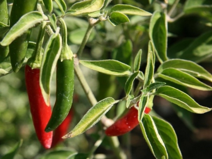 Growing Serrano Peppers Serrano Tampiqueno Hot Pepper Seeds Image 939