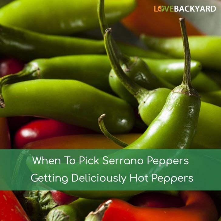 Growing Serrano Peppers When To Pick Serrano Peppers? Getting Deliciously Hot Photo 103