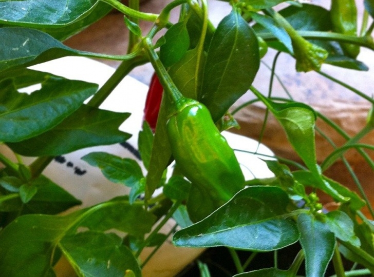Growing Shishito Peppers Shishito Peppers: Grow Your Japanese Appetizer | Stuffed Image 284