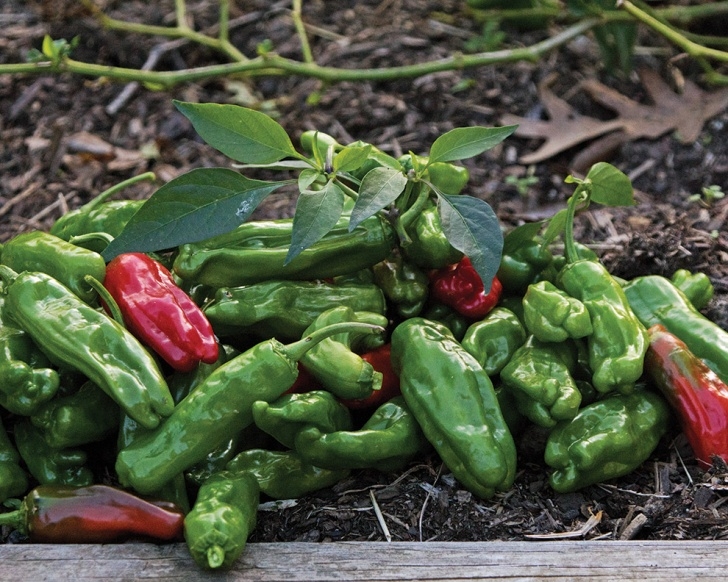 Growing Shishito Peppers Shishito Peppers | State-By-State Gardening Web Articles Picture 265
