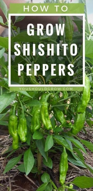 Growing Shishito Peppers Why Everyone Loves Growing Shishito Pepper # Everyone # Photo 043