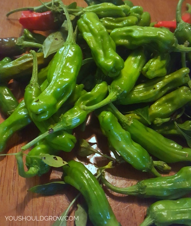 Growing Shishito Peppers Why Everyone Loves Growing Shishito Peppers | Stuffed Image 633