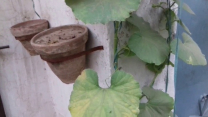 Growing Squash In Containers Butternut Squash Growing Plant / In Container At Home Photo 649