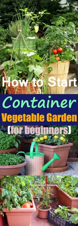 Growing Squash In Containers Growing Vegetables In Pots | Starting A Container Picture 571