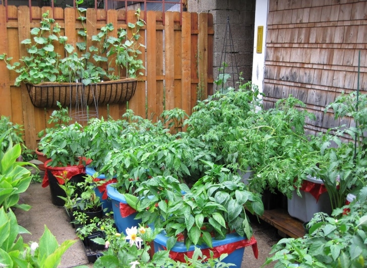 Growing Squash In Containers How To Grow The Top 10 Most Nutritious Vegetables In Your Image 059