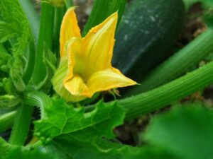 Growing Squash In Containers Squash &amp; Zucchini Planting, Growing, Harvesting Guide Picture 532
