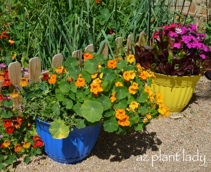 Growing Squash In Containers Vegetable And Flower Containers - Ramblings From A Desert Picture 452