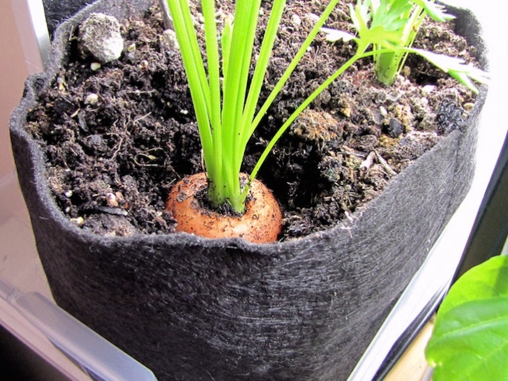 Growing Squash In Pots 10 Best Vegetables To Grow In Containers Photo 973
