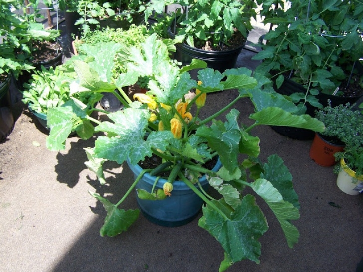 Growing Squash In Pots Captive Roots: Zucchini And Melons In Containers Image 725