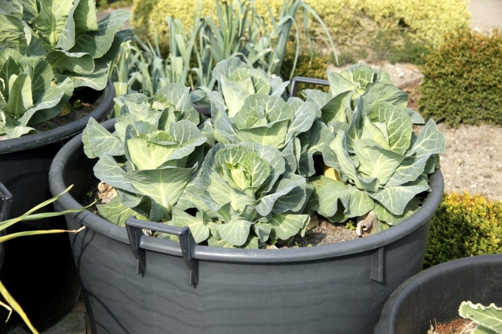 Growing Squash In Pots Container Grown Cabbage - How To Grow Cabbage In Containers Photo 778