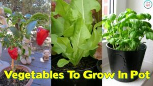 Growing Squash In Pots Easiest &amp; Handy Vegetables To Grow In Pot - Youtube Photo 852