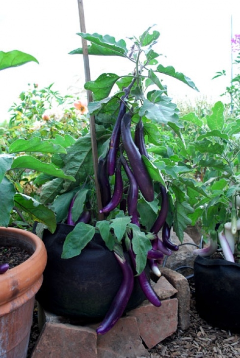 Growing Squash In Pots Growing Vegetables In Containers, Organic Container Gardening Image 872