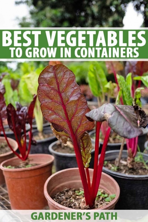 Growing Squash In Pots The Best 11 Vegetables To Grow In Pots And Containers Picture 052