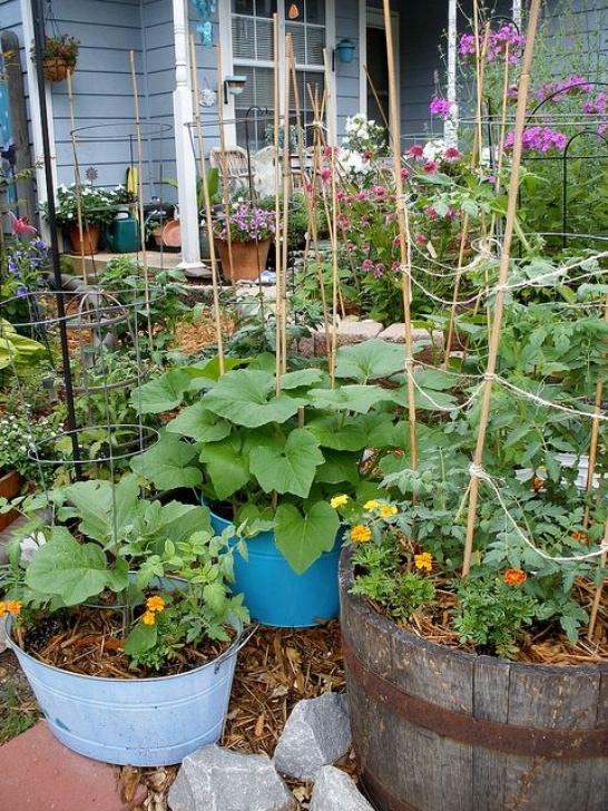 Growing Squash In Pots Vegetable Container Garden Tomatoes, Cukes, Squash Picture 480