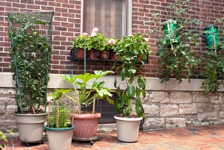Growing Squash In Pots Vegetables You Can Grow In Containers - Simplemost Image 741