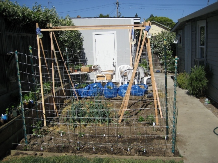 Growing Squash On A Trellis Backyard Farming: Growing Winter Squash Vertically Picture 289