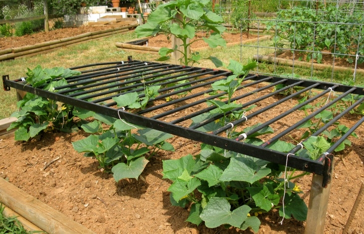 Growing Squash On A Trellis Cucumbers | Lazy B Farm'S Blog Photo 249