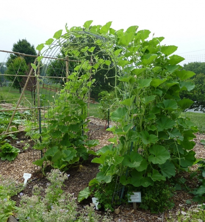 Growing Squash On A Trellis Grow It Eat It: Cucuzzi! Photo 982