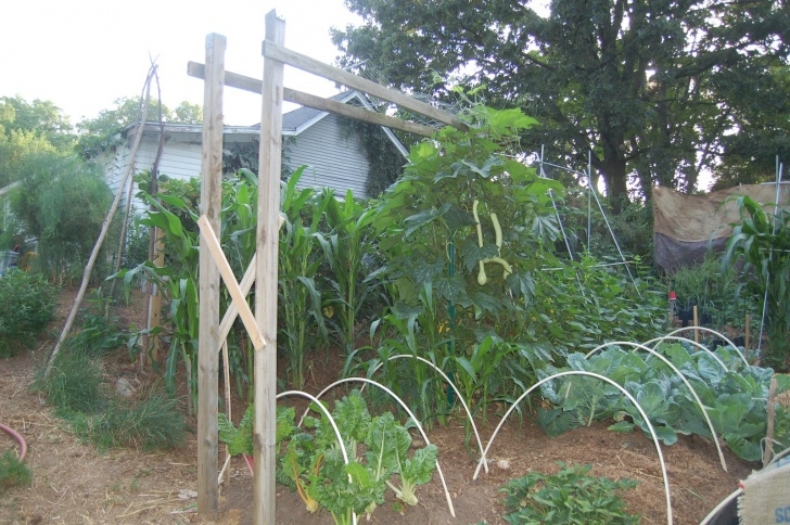 Growing Squash On A Trellis Midwestern Garden: Trumpet Zucchini Rampicante And Trellis Picture 376