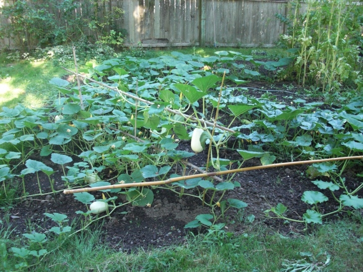 Growing Squash On A Trellis Squash Growing Conditions – Squash Practice Photo 586