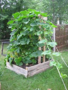 Growing Squash On A Trellis The 25+ Best Pumpkin Trellis Ideas On Pinterest | Pumpkin Photo 156