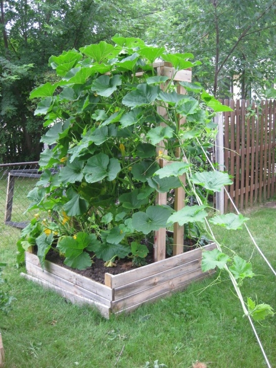 Growing Squash On A Trellis The 25+ Best Pumpkin Trellis Ideas On Pinterest | Pumpkin Photo 156