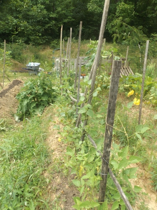 Growing Squash On A Trellis Vegans Living Off The Land: June 2016 Picture 389