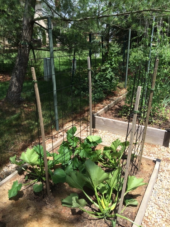 Growing Squash On A Trellis Vertical Ventures | Matt'S Garden Blog Image 491