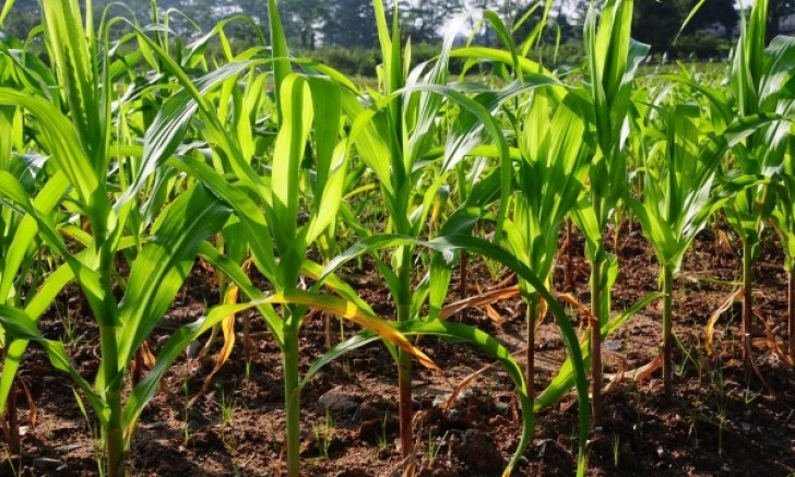 Growing Sweet Corn In Greenhouse 5 Corn-Growing Guidelines For A Successful Crop | Smart Tips Photo 097