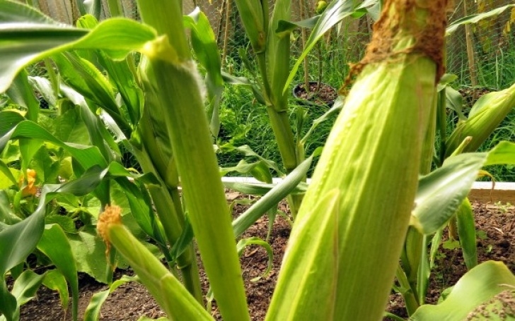 Growing Sweet Corn In Greenhouse Corn: How To Grow From Seed | Rediscover Picture 730