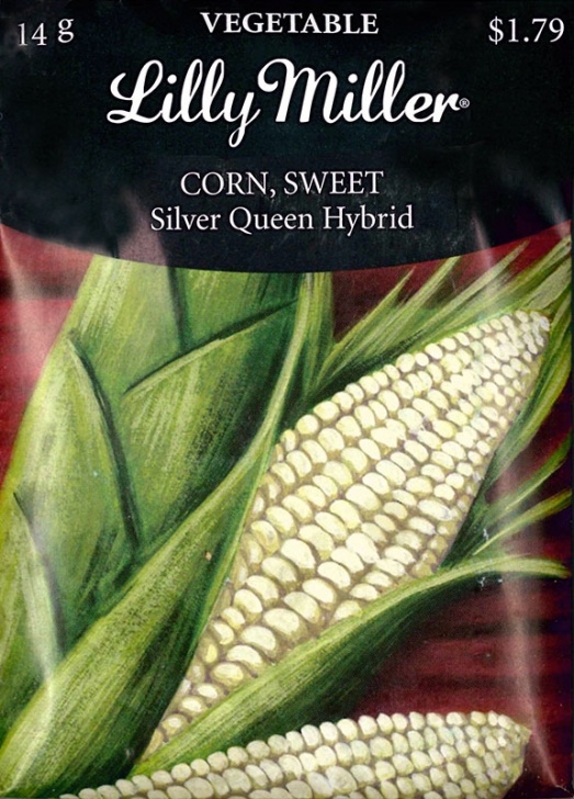 Growing Sweet Corn In Greenhouse Corn, Sweet Silver Queen Hybrid - Vegetable Seeds Photo 642