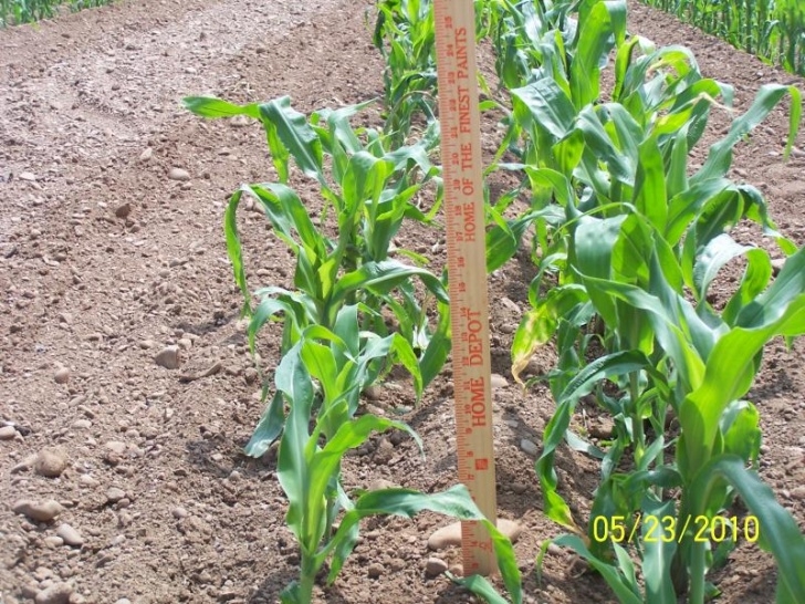 Growing Sweet Corn In Greenhouse Coulter Farms Llc - Photos 2010-11 Photo 273