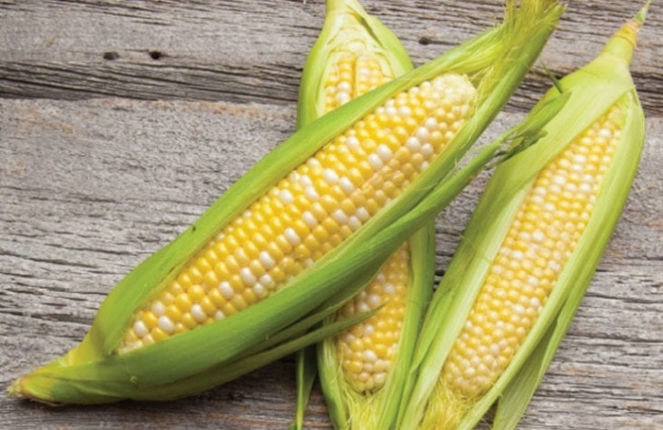Growing Sweet Corn In Greenhouse Growing And Harvesting Sweet Corn - Growing Magazine Image 475