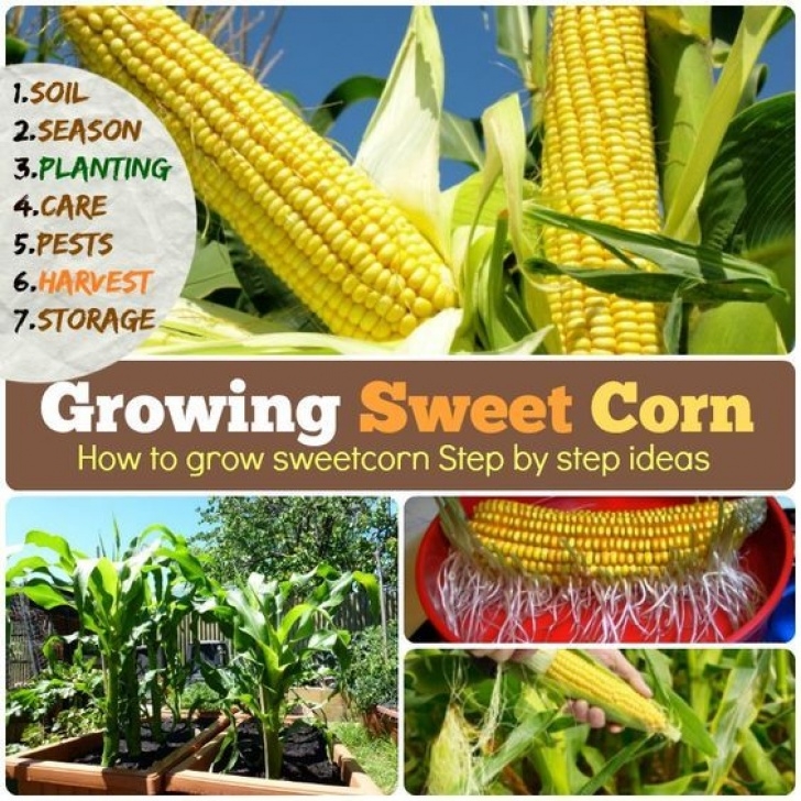 Growing Sweet Corn In Greenhouse Growing Sweet Corn: How To Grow Corn Step By Step Ideas Photo 671