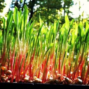 Growing Sweet Corn In Greenhouse Hot Pink Sweet #Corn #Shoots #Microgreens # Picture 078