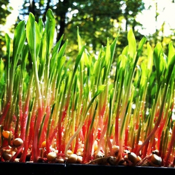 Growing Sweet Corn In Greenhouse Hot Pink Sweet #Corn #Shoots #Microgreens # Picture 078