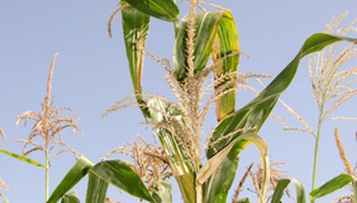Growing Sweet Corn In Greenhouse How To Start A Small Home Farming Business In North Image 281