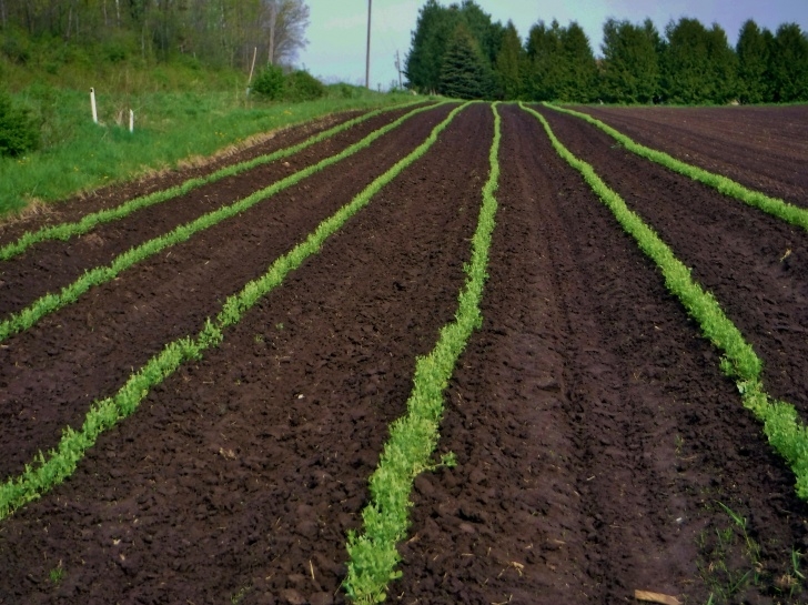 Growing Sweet Corn In Greenhouse Planting | Vermont Valley Community Farm Image 027