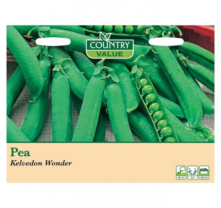 Growing Sweet Peas In Troughs Country Value Pea Kelvedon Wonder | Planting, Feeding Picture 253