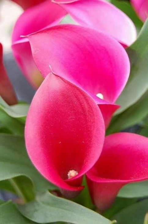 Growing Sweet Peas In Troughs Pin By Claire Willers On Flowers, Flowers Galore Image 083