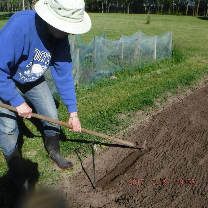 Growing Sweet Peas In Troughs Planting Peas | 2012Thislandisyourlandseatosea Picture 806
