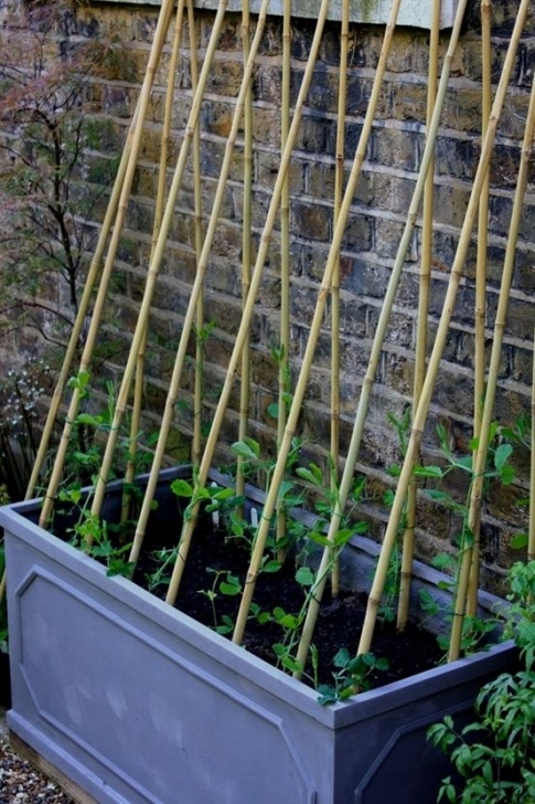 Growing Sweet Peas In Troughs Sweetpeas In A Trough, London, May 2014 #Cottagegardens Photo 237