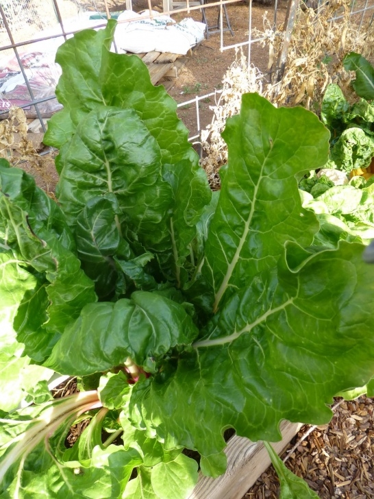 Growing Swiss Chard Growing Organic : Swiss Chard: Planting Guide, Harvesting Picture 676