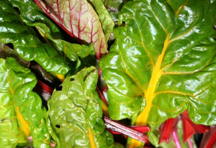 Growing Swiss Chard Growing Swiss Chard - Home Garden Joy Photo 455