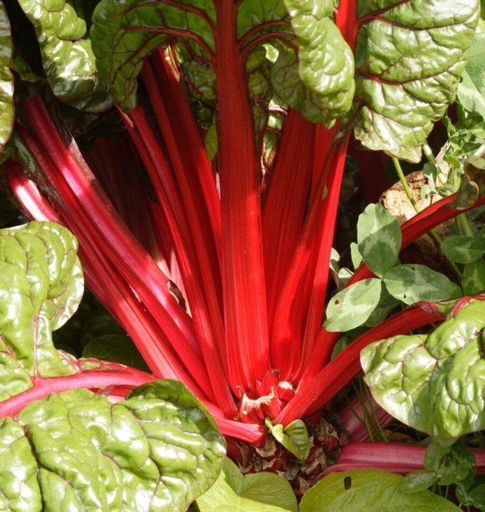 Growing Swiss Chard How To Grow Swiss Chard From Seed Picture 321
