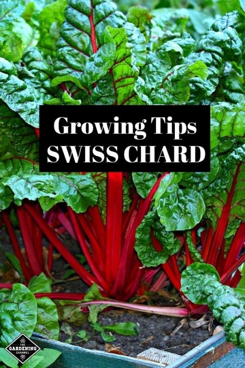 Growing Swiss Chard How To Grow Swiss Chard | Gettin Dirty | Growing Swiss Image 052