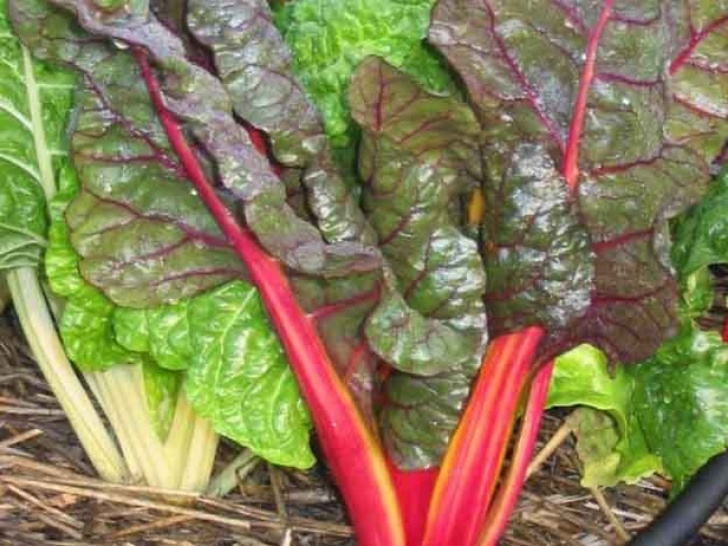 Growing Swiss Chard How To Grow Swiss Chard | How-Tos | Diy Photo 680
