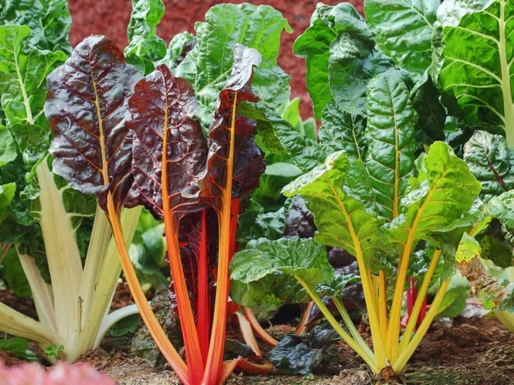 Growing Swiss Chard In Containers 17 Easiest Vegetables To Grow Indoors For A Harvest All Picture 451