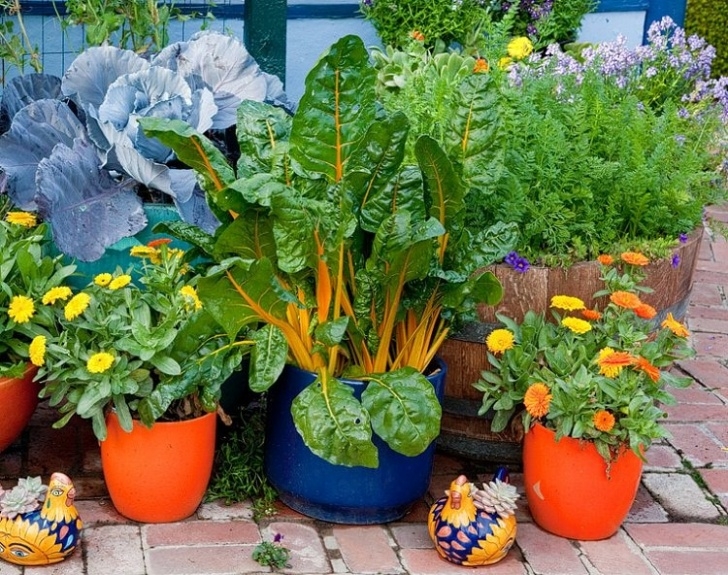 Growing Swiss Chard In Containers Best Vegetables To Grow In Pots | Most Productive Image 557